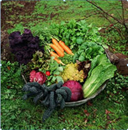 COBB EXTENSION OFFERS GROW YOUR OWN GROCERIES WORKSHOPS