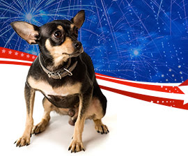 JULY FOURTH FIREWORKS: AWESOME FOR HUMANS, TERRIFYING FOR PETS