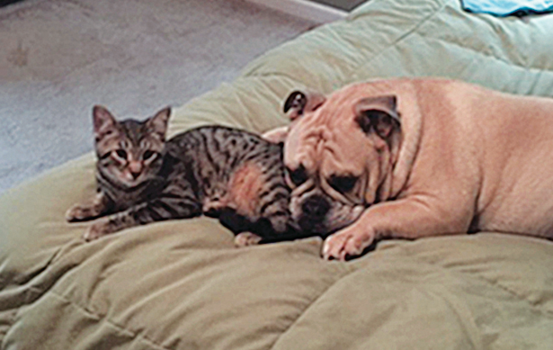 Meet Caesar & Boomer, The February Pets Of The Month!