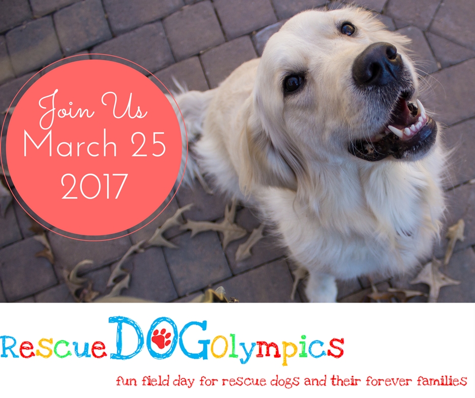 Rescue Dog Olympics