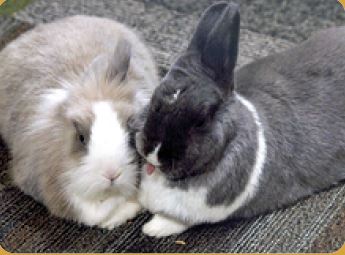 Pet of the Month: Star & Bunny