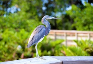 Frugal FunMom Field Trips of the Day for Tuesday, June 27: Great Blue Heron Workshop and SPHEROS