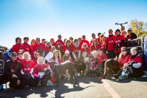 Run With Your Dog at the Atlanta Lab Rescue Road Race