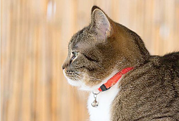 orange collar on cat