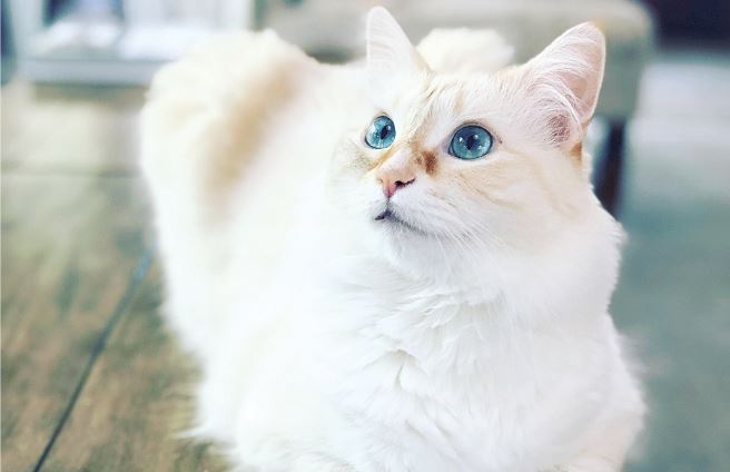 Pet of the Month: Snowy