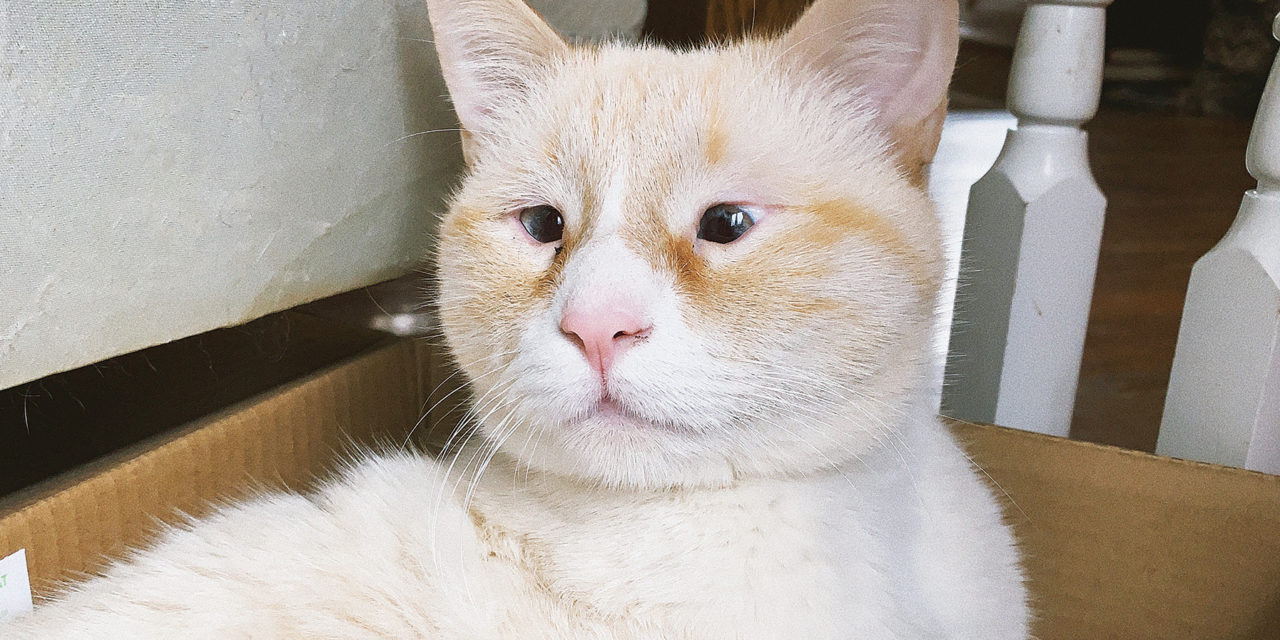 Pet of the Month: HUMPHREY