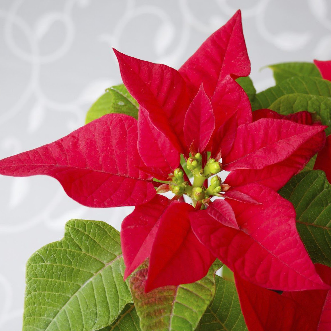 Buy Poinsettias and Join Live Fundraiser to Support Extension and 4-H Programs [VIRTUAL]