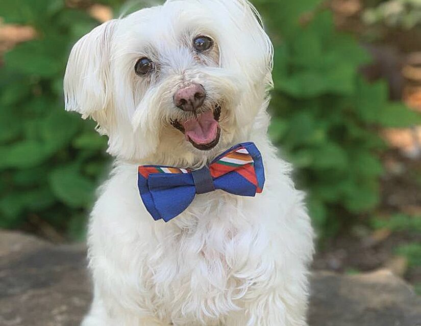 PET OF THE MONTH: BONO