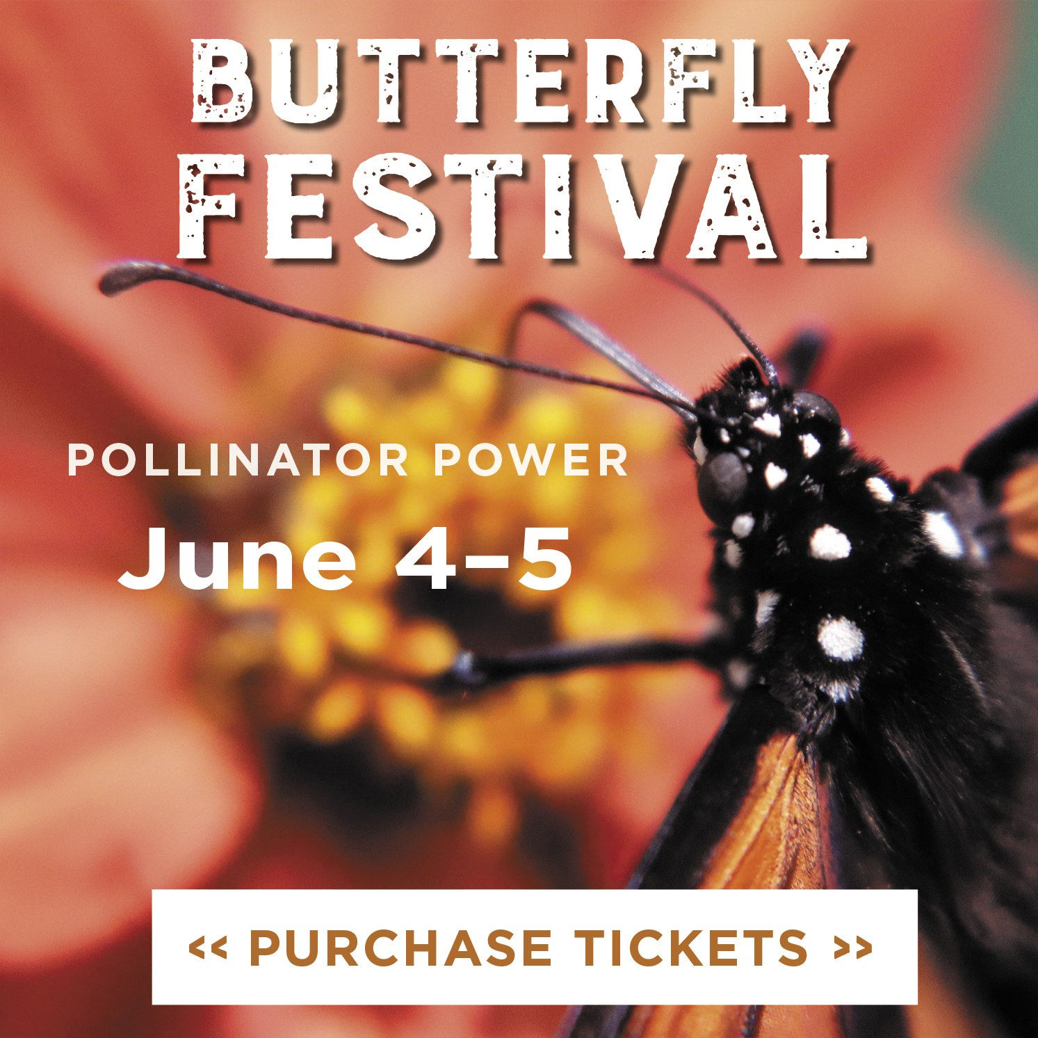 23rd Annual Flying Colors Butterfly Festival