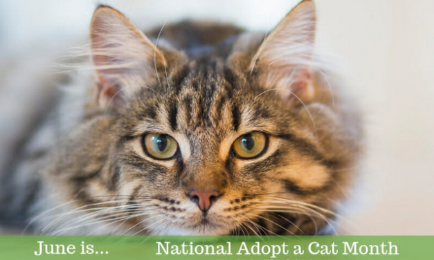 GOOD MEWS CELEBRATES ADOPT A SHELTER CAT MONTH