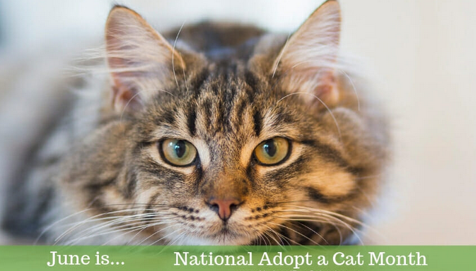 GOOD MEWS CELEBRATES ADOPT A SHELTER CAT MONTH