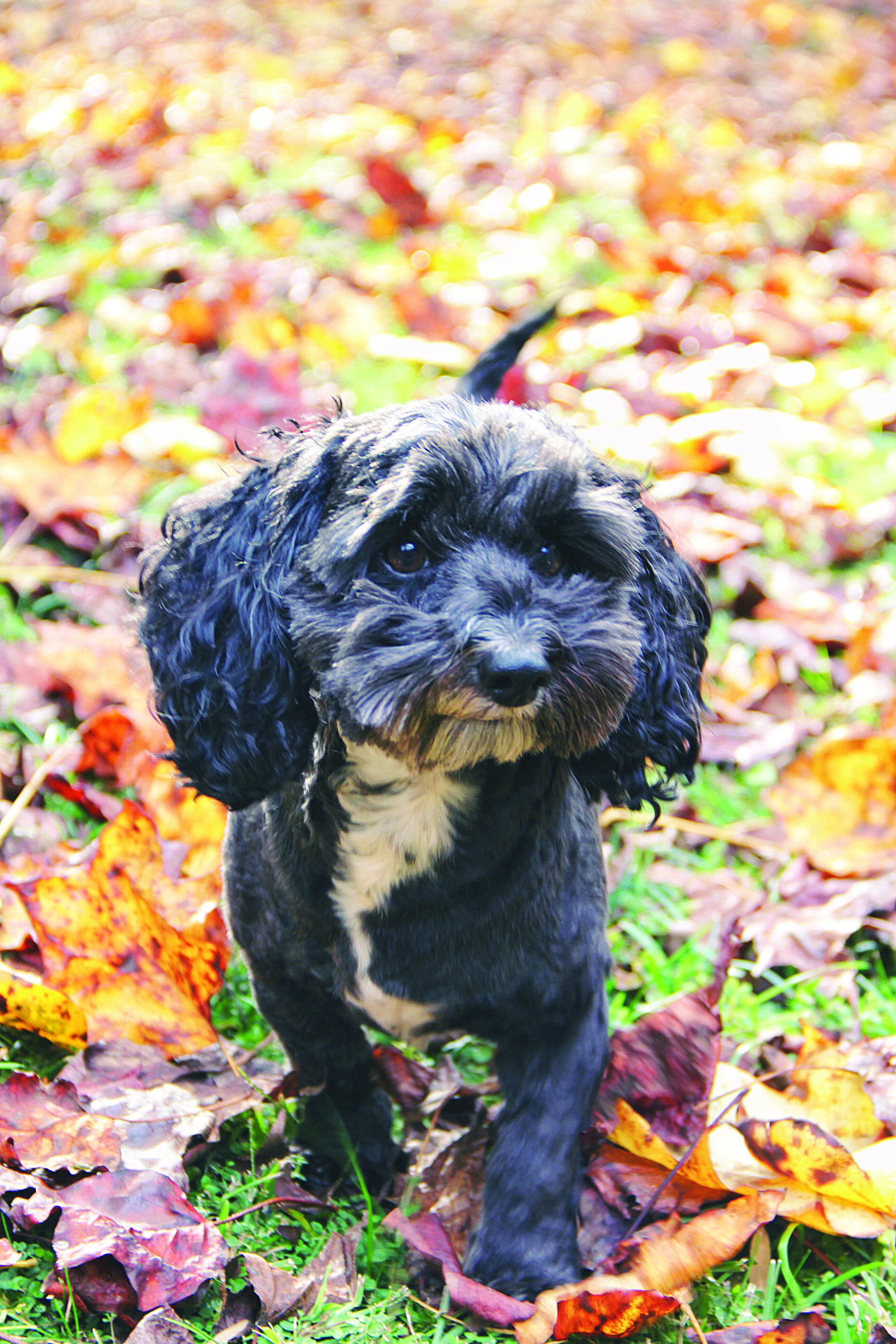 PET OF THE MONTH PAULIE WALNUTS EAST COBBER