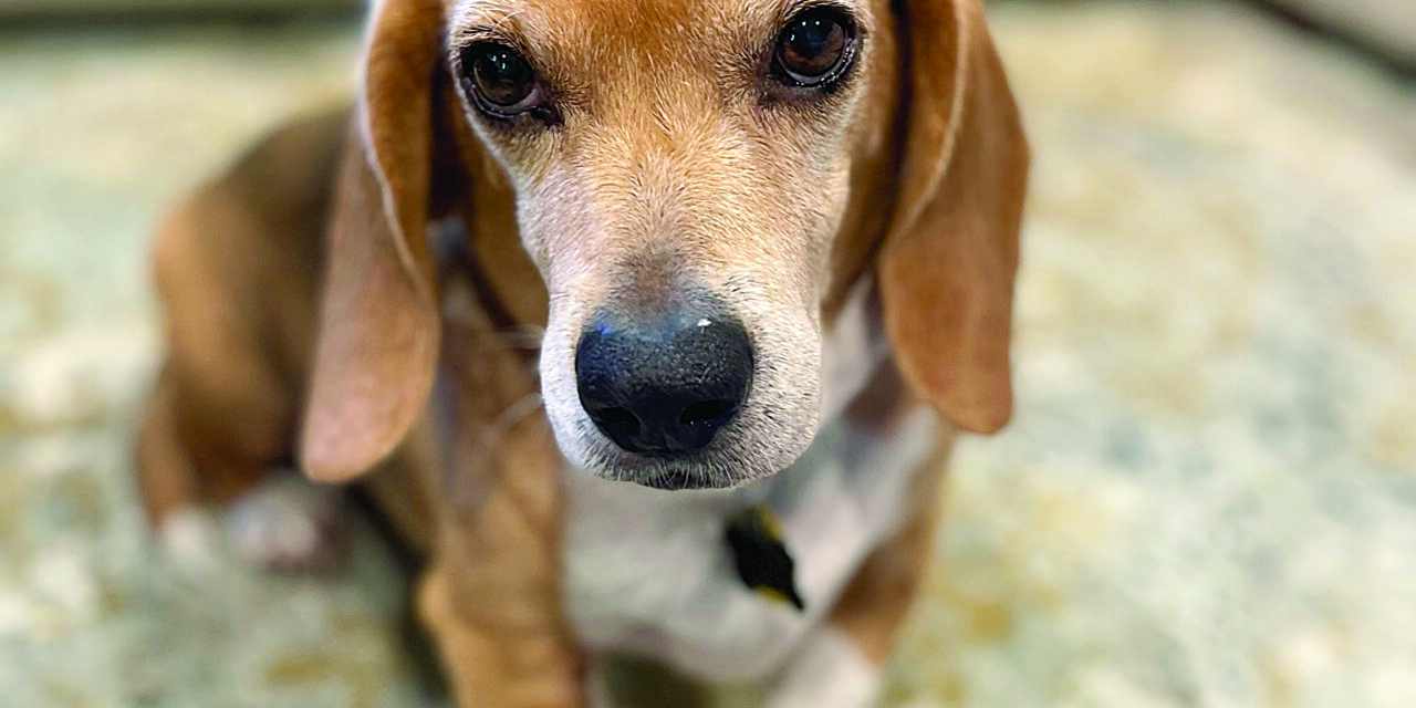 PET OF THE MONTH: JAMÓN LONG (ham in Spanish)