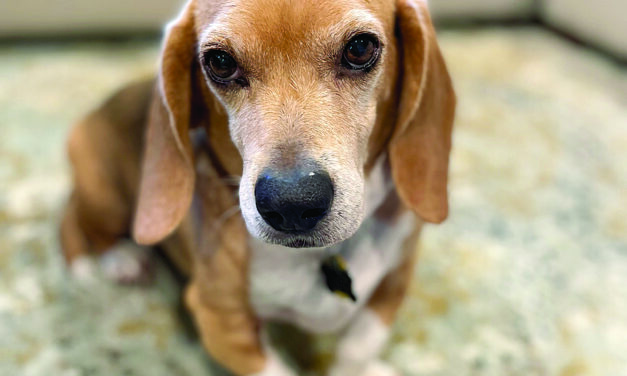 PET OF THE MONTH: JAMÓN LONG (ham in Spanish)