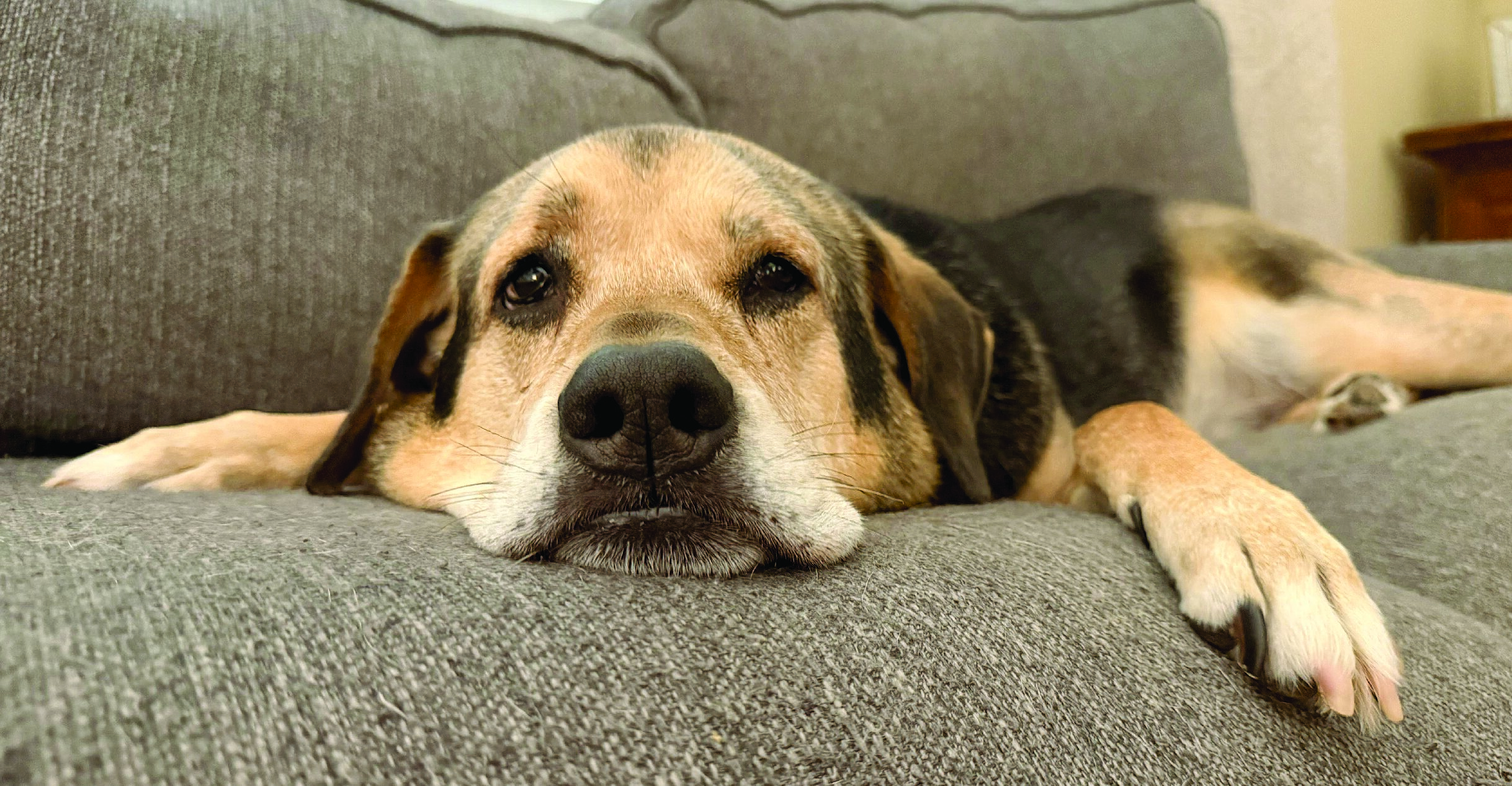 PET OF THE MONTH:  BRUNO “B-MAN”