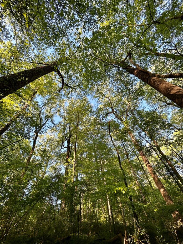 Guided Forest Bathing with Chattahoochee Nature Center