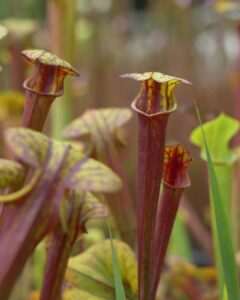 Carnivorous Plant Sale 1