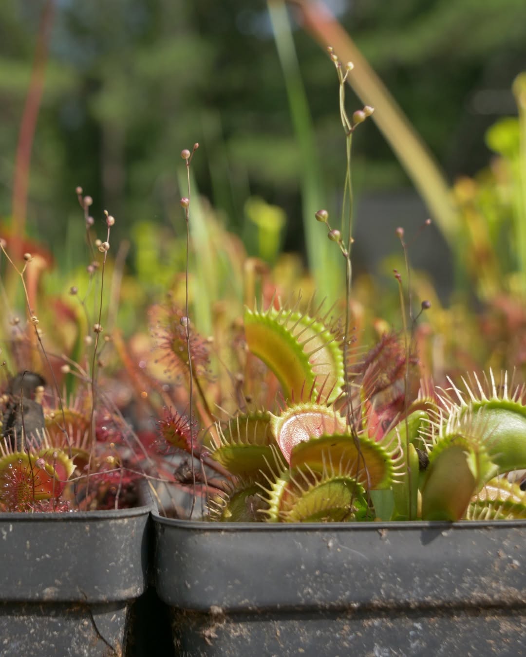 Carnivorous Plant Sale