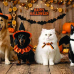 A SPOOKTACULAR HALLOWEEN:  KEEPING YOUR PETS SAFE DURING THE FRIGHTFUL FUN